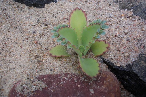 bryophyllum laetivirens
